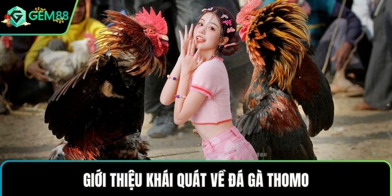Giới thiệu khái quát về đá gà Thomo