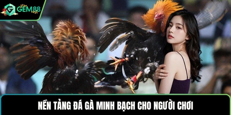 Nền tảng đá gà minh bạch cho người chơi