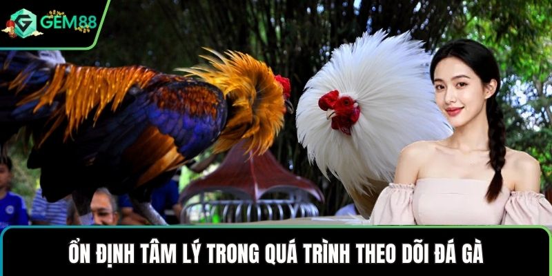 Ổn định tâm lý trong quá trình theo dõi đá gà