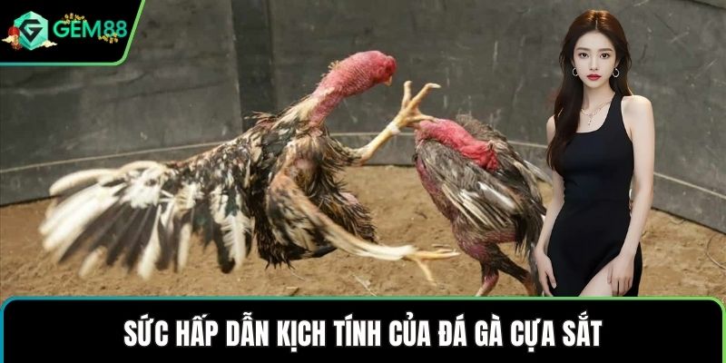 Sức hấp dẫn kịch tính của đá gà cựa sắt